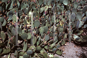 Picture of Opuntia littoralis var. vaseyi 