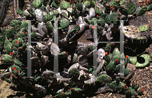 Picture of Opuntia macbridei 