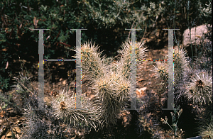 Picture of Opuntia echinocarpa 