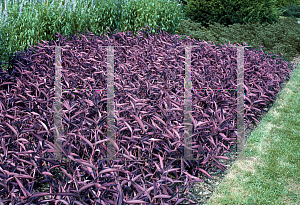 Picture of Tradescantia pallida 'Purple Heart'