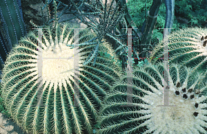 Picture of Echinocactus grusonii 