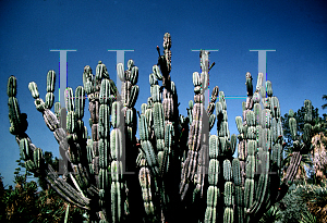 Picture of Cereus horridus var. macrocarpus 