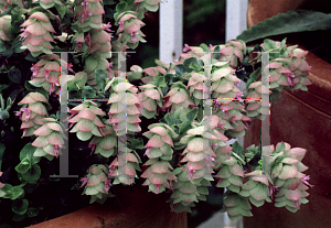 Picture of Origanum rotundifolium 