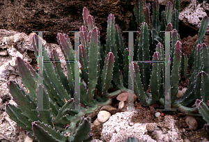 Picture of Stapelia gigantea 