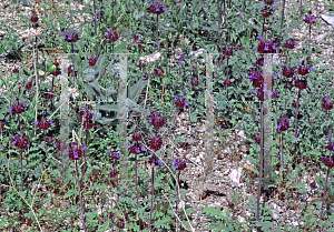 Picture of Salvia columbariae 