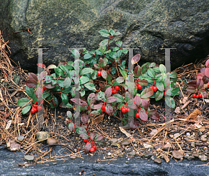 Picture of Gaultheria procumbens 