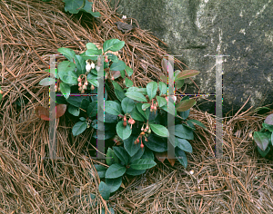 Picture of Gaultheria procumbens 