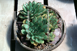 Picture of Echeveria pulidonis 