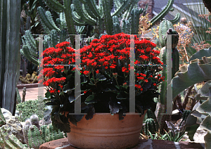 Picture of Kalanchoe blossfeldiana 