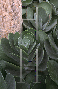 Picture of Kalanchoe thyrsiflora 