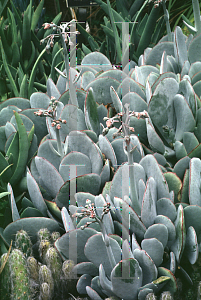 Picture of Cotyledon orbiculata 