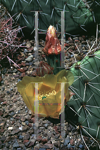 Picture of Opuntia phaeacantha 