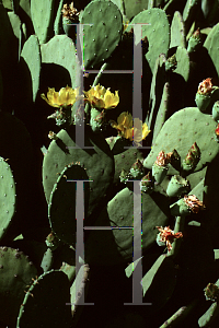 Picture of Opuntia ellisiana 