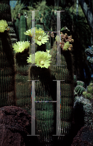 Picture of Parodia leninghausii 