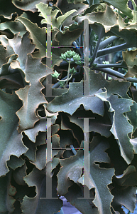 Picture of Kalanchoe beharensis 'Oak Leaf'