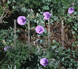 Picture of Convolvulus sabatius 