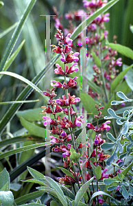 Picture of Salvia officinalis 