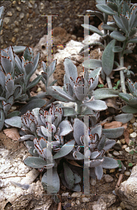 Picture of Kalanchoe tomentosa 