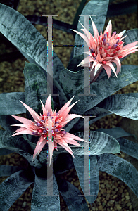 Picture of Aechmea fasciata 'Super Auslese'