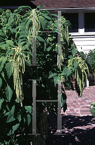 Picture of Amaranthus caudatus 'Viridis'