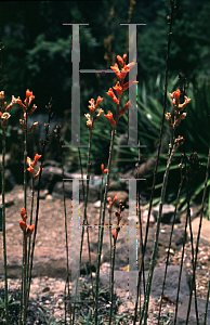 Picture of Dyckia remotiflora 