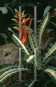 Picture of Aechmea chantinii 'Samuri'