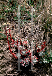 Picture of Dudleya farinosa 