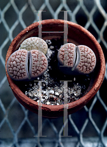 Picture of Lithops hookeri var. lutea 