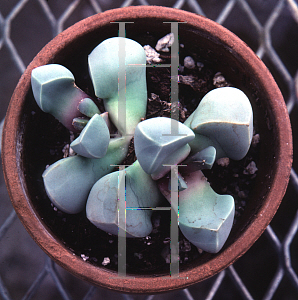 Picture of Lapidaria margaretae 