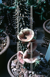 Picture of Hoodia gordonii 