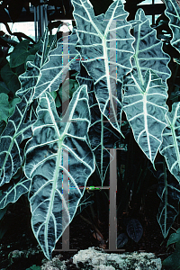 Picture of Alocasia x amazonica 