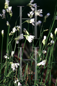 Picture of Allium rebdonense 