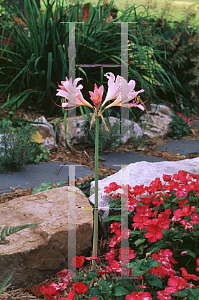 Picture of Lycoris squamigera 