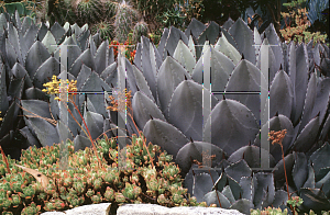 Picture of Agave parryi 