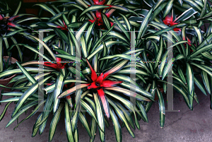 Picture of Neoregelia carolinae var. tricolor 