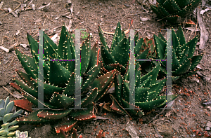 Picture of Agave ssp. 