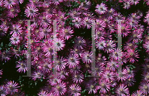 Picture of Ruschia pulchella 