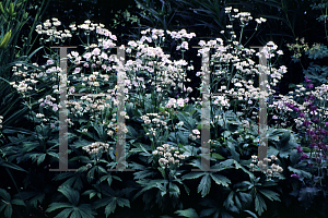 Picture of Astrantia major 'Margery Fish'