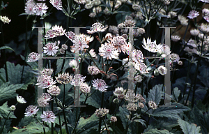 Picture of Astrantia major 'Margery Fish'
