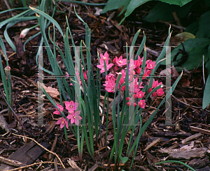 Picture of Allium oreophilum 