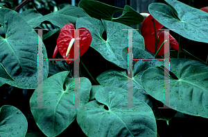 Picture of Anthurium andraeanum 