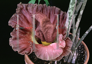 Picture of Amorphophallus rivieri 