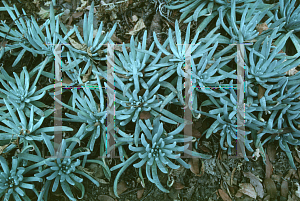 Picture of Dudleya hassei 