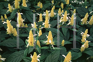 Picture of Pachystachys lutea 