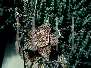 Picture of Orbea umbracula 