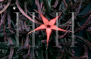 Picture of Stapelia schinzii 