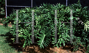 Picture of Philodendron bipinnatifidum 