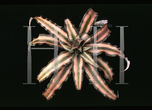 Picture of Cryptanthus bivittatus 