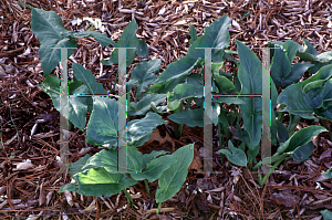 Picture of Arum italicum 'Pictum'