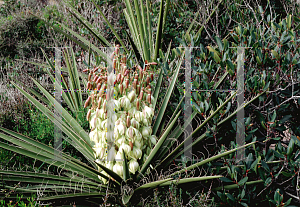 Picture of Yucca schidigera 